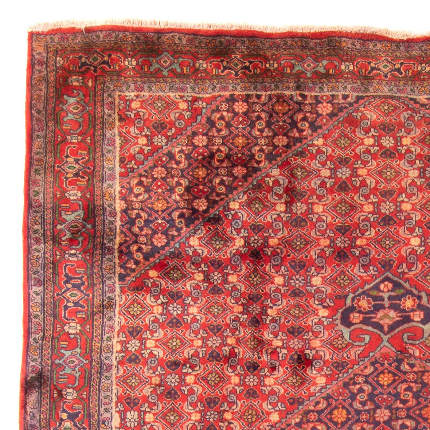 Ardabil Mattan 290x203cm - Persisk matta