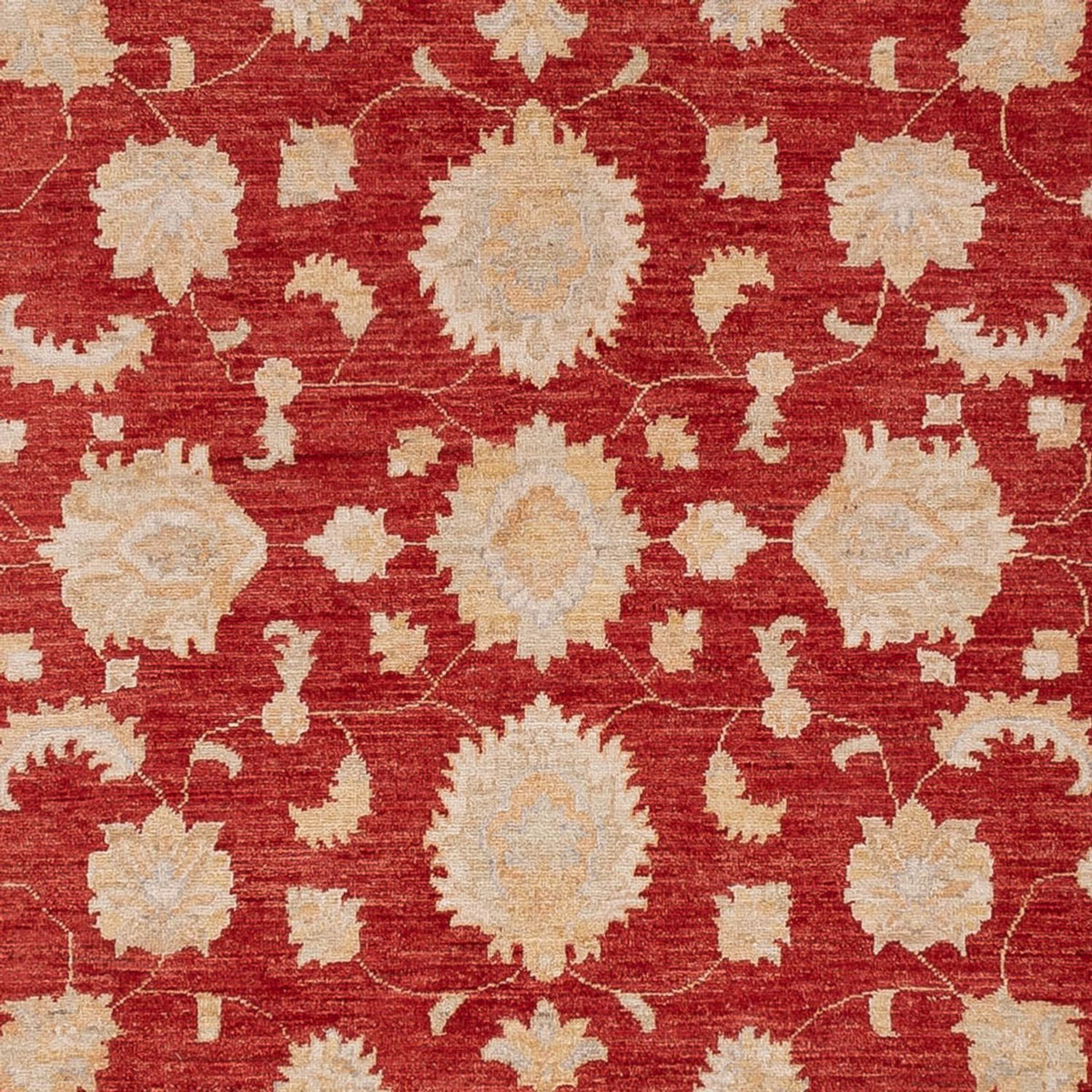 Ziegler Carpet - 303 x 250 cm - röd