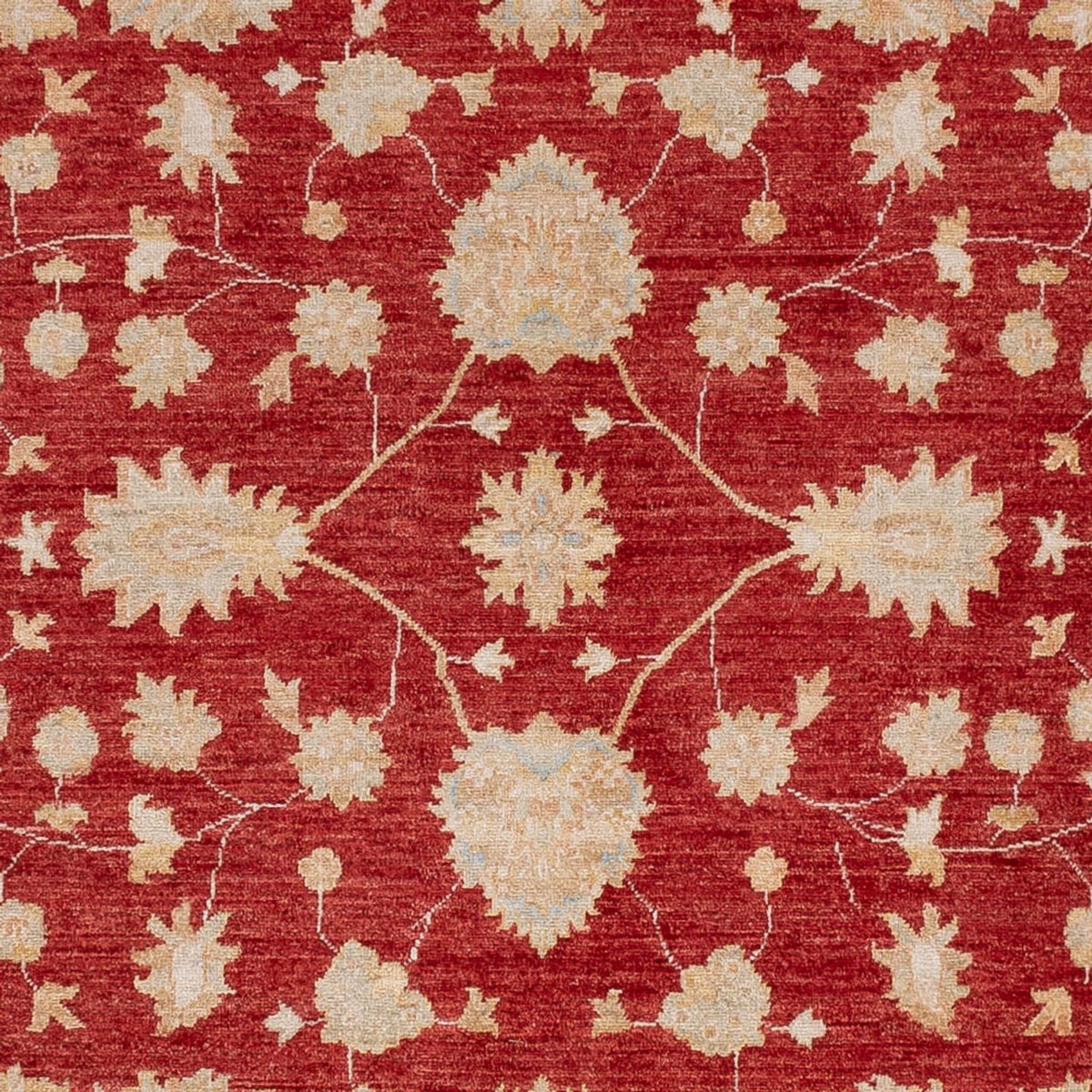 Ziegler Carpet - 299 x 247 cm - röd