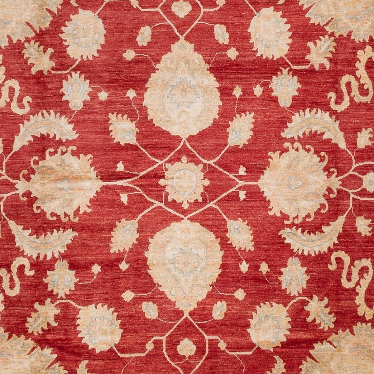 Ziegler Carpet - 540 x 352 cm - röd