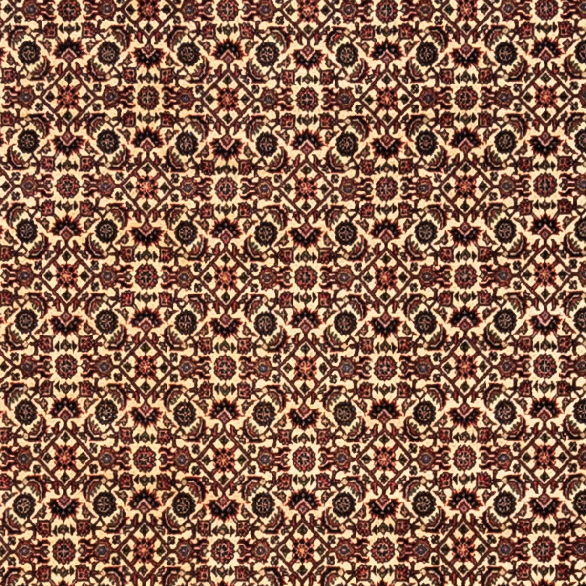 Persisk matta - Bijar - Royal - 302 x 208 cm - beige