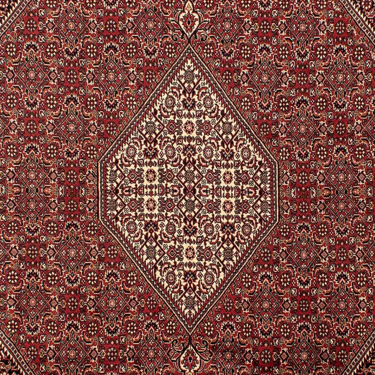 Persisk matta - Bijar - 304 x 200 cm - brun